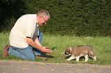 BORDER COLLIE 010